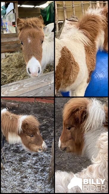 Minishetty-Stutfohlen, Privat, Horses For Sale, Burg, Image 8