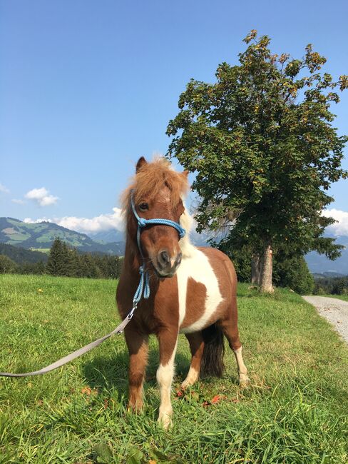 Minishetty- Stuten, Hanna Schipflinger, Horses For Sale, Kitzbühel