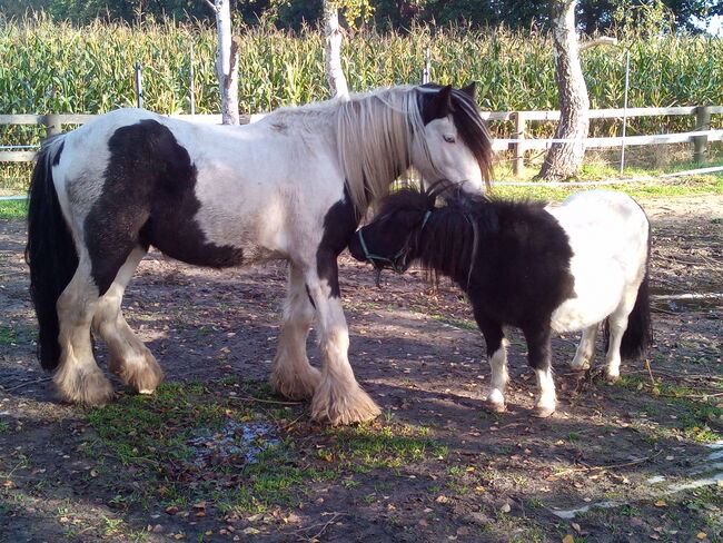 Minishetty - gefahren und geführt geritten, Familie, Konie na sprzedaż, Rahden, Image 3