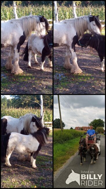 Minishetty - gefahren und geführt geritten, Familie, Konie na sprzedaż, Rahden, Image 5