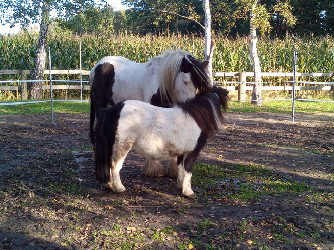 Minishetty - gefahren und geführt geritten, Familie, Konie na sprzedaż, Rahden, Image 2