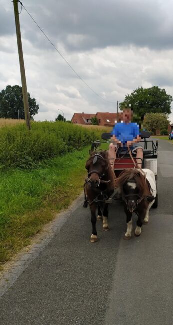 Minishetty - gefahren und geführt geritten, Familie, Konie na sprzedaż, Rahden, Image 4