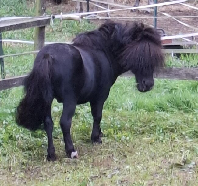 Minishettyhengst wegen Aufgabe der Ponyhaltung, Bianka Hoffmann , Pferd kaufen, Apen