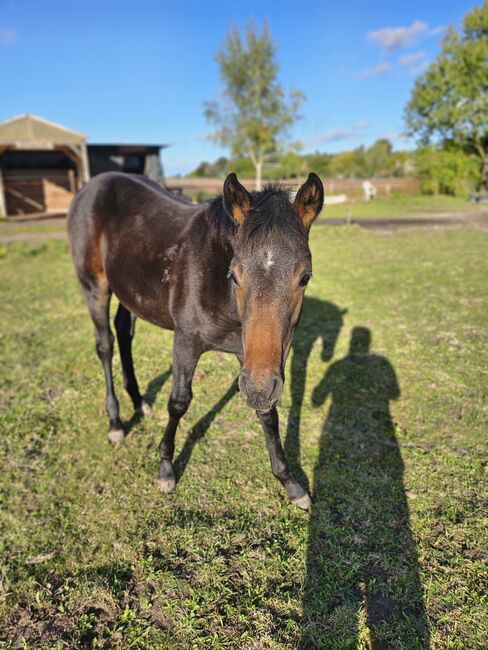 Miri sucht neues 5STERNE Zuhause 🥰, Maria, Horses For Sale, Neu Bartelshagen, Image 3