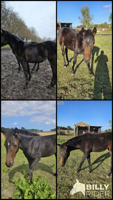 Miri sucht neues 5STERNE Zuhause 🥰, Maria, Horses For Sale, Neu Bartelshagen, Image 8