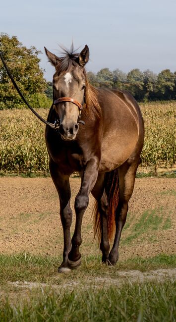 Miss Sinny Bar - bildschöne Quarter Horse Stute mit Potenzial, Kerstin Rehbehn (Pferdemarketing Ost), Horses For Sale, Nienburg