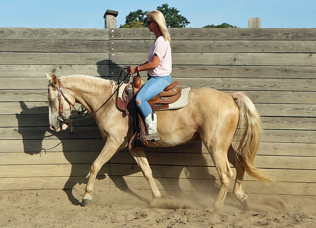 Missouri Foxtrotter Wallach, 5ährig, DanneyJoe, Horses For Sale, Temmen-Ringenwalde