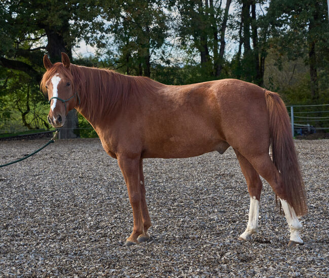 Missouri Foxtrotter Wallach, 7 Jahre alt, Amber Reynaerts, Horses For Sale, Moosburg, Image 3