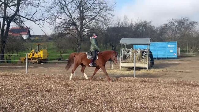 Missouri Foxtrotter Wallach, 7 Jahre alt, Amber Reynaerts, Horses For Sale, Moosburg, Image 3