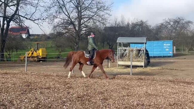 Missouri Foxtrotter Wallach, 8 Jahre alt, Amber Reynaerts, Horses For Sale, Moosburg, Image 3