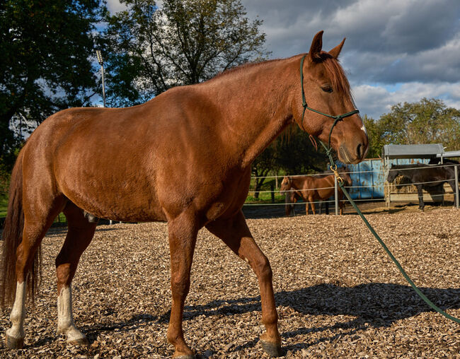 Missouri Foxtrotter Wallach, 8 Jahre alt, Amber Reynaerts, Horses For Sale, Moosburg, Image 4