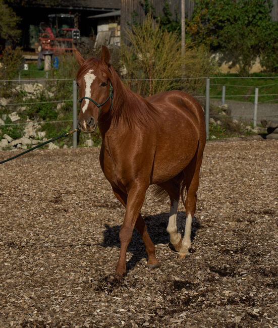 Missouri Foxtrotter Wallach, 8 Jahre alt, Amber Reynaerts, Horses For Sale, Moosburg, Image 6