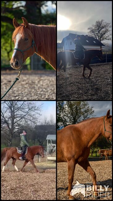 Missouri Foxtrotter Wallach, 8 Jahre alt, Amber Reynaerts, Horses For Sale, Moosburg, Image 7