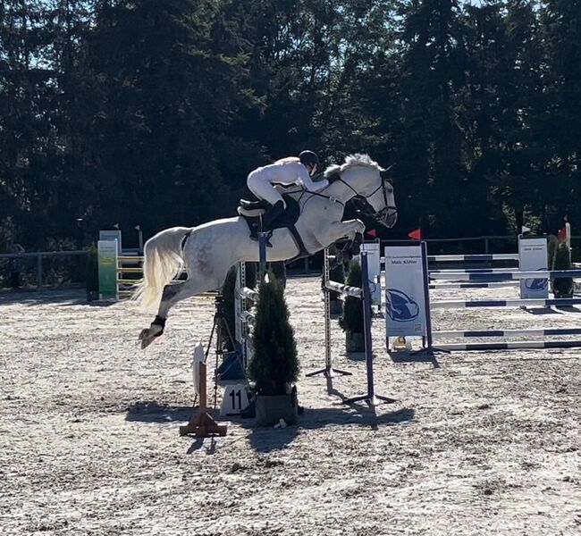 Springlehrmeister S startklar, Katharina Lehmann (Pferdevermittlung Leus), Konie na sprzedaż, Irchwitz, Image 3