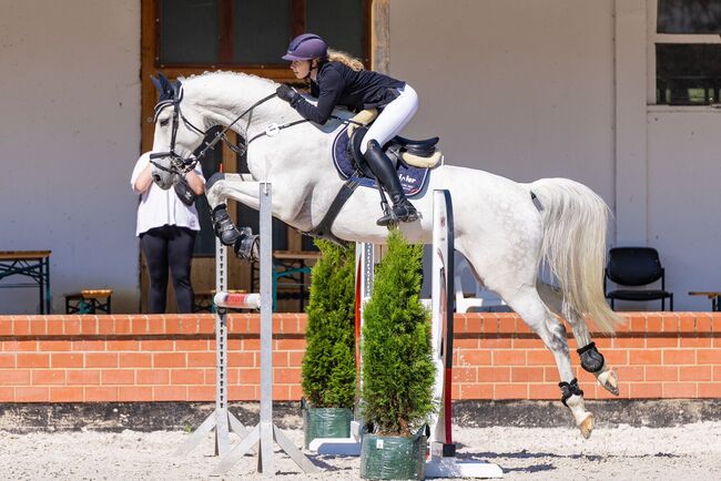 Springlehrmeister S startklar, Katharina Lehmann (Pferdevermittlung Leus), Konie na sprzedaż, Irchwitz