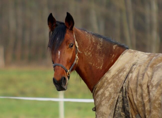 Mein Name ist Schimansky, Thomas Huber, Horses For Sale, Ampfing, Image 5