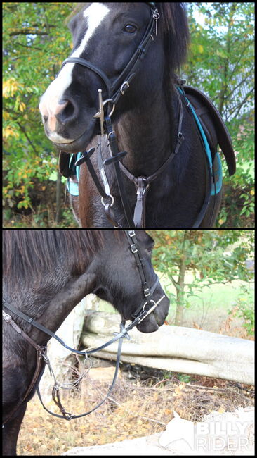 Ledertrense Mix und Match, Claridge House anatomisches Genickstück plus Reithalfter, Kathy, Bridles & Headstalls, Hamburg, Image 3