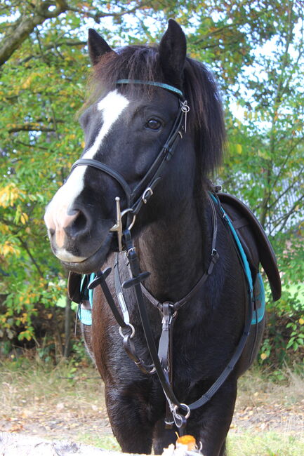 Ledertrense Mix und Match, Claridge House anatomisches Genickstück plus Reithalfter, Kathy, Bridles & Headstalls, Hamburg