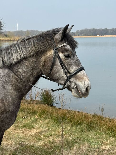Mix Wallach, Elisabeth , Horses For Sale, Weeze, Image 6