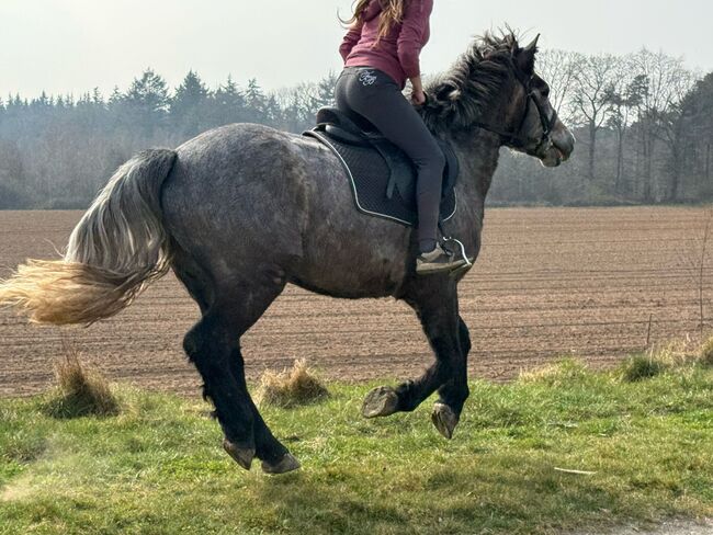 Mix Wallach, Elisabeth , Horses For Sale, Weeze, Image 7
