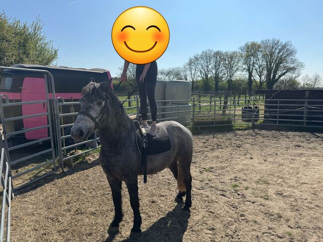 Mix Wallach, Elisabeth , Horses For Sale, Weeze