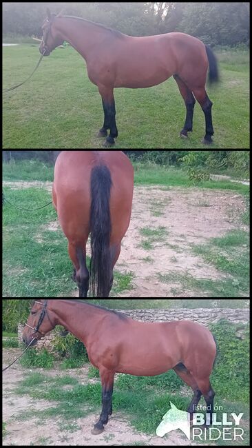 Mix stute 5 jährige, Völner , Horses For Sale, Győr, Image 4