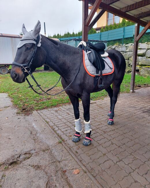 Mix&Match Trense, Krämer  Micklem, Mandy , Bridles & Headstalls, Freiberg