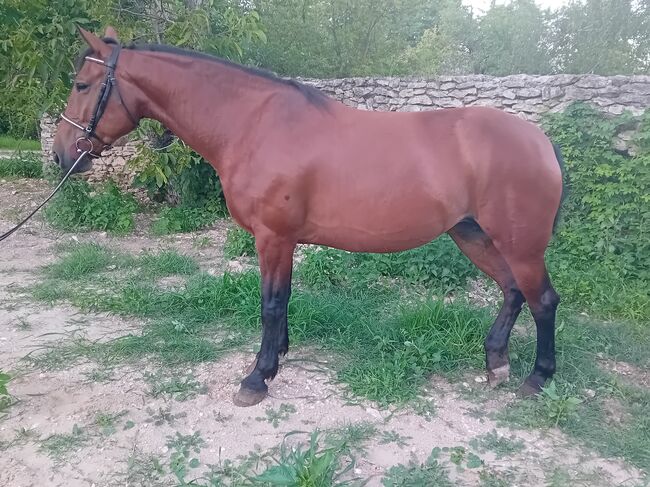 Mix stute 5 jährige, Völner , Horses For Sale, Győr, Image 3