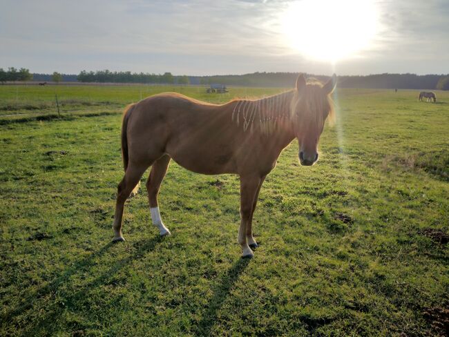 Jungpferd Stute, Wilma Wildfang, Konie na sprzedaż, Königswartha, Image 2