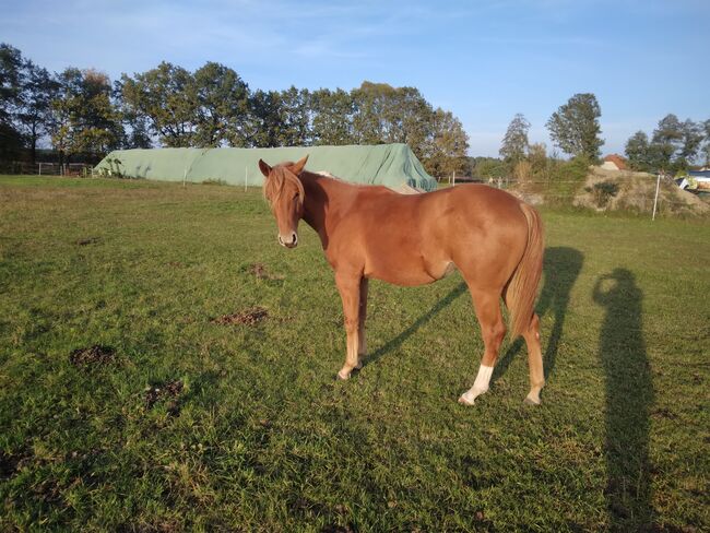 Jungpferd Stute, Wilma Wildfang, Konie na sprzedaż, Königswartha, Image 4