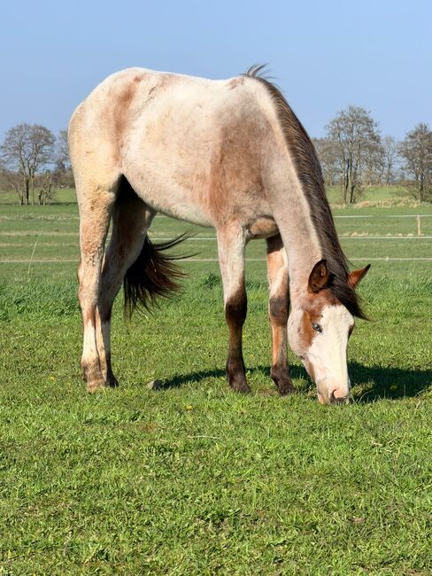 Junge Quarter Horse Stute mit sanftem Wesen und großem Potenzial, Kerstin Rehbehn (Pferdemarketing Ost), Konie na sprzedaż, Nienburg