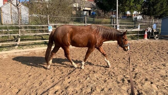 Junge Quarter Horse Stute mit tollem Mind & Potenzial, Kerstin Rehbehn (Pferdemarketing Ost), Konie na sprzedaż, Nienburg