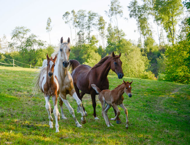 American Saddlebred Jungpferde und angerittene Pferde, Martin Wingenfeld, Konie na sprzedaż, Kierspe