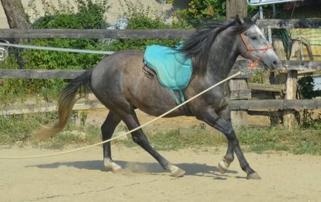 Junger Berber, Rappschimmel, 1,50, Giovanna Göschl , Konie na sprzedaż, Jánossomorja, Image 15