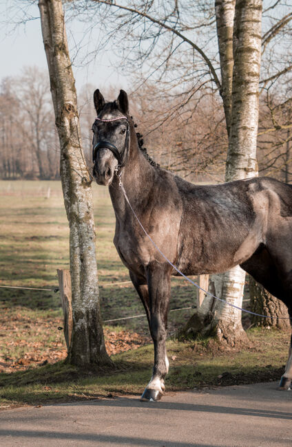 Junger braver Oldenburger Freizeit pferd Umsteiger pferd, Farina, Konie na sprzedaż, Bramsche