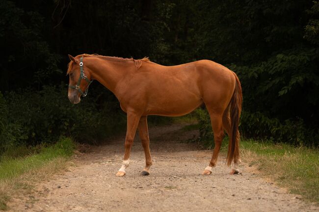 Quarter Horse Youngster sucht sein Für-immer-Zuhause, Kerstin Rehbehn (Pferdemarketing Ost), Konie na sprzedaż, Nienburg