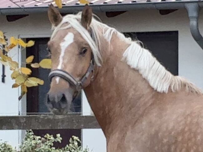 Nachwuchspony, Grit Loewenstein, Konie na sprzedaż, Wallrode 