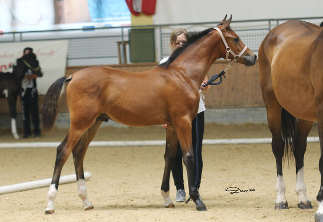 Partbred Junghengst, Elke, Konie na sprzedaż, Kobenz , Image 4