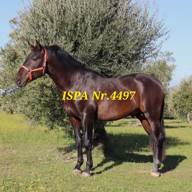 PRE Junghengst mit bestem Fundament, ISPA - Iberische Sportpferde Agentur (ISPA - Iberische Sportpferde Agentur), Konie na sprzedaż, Bedburg