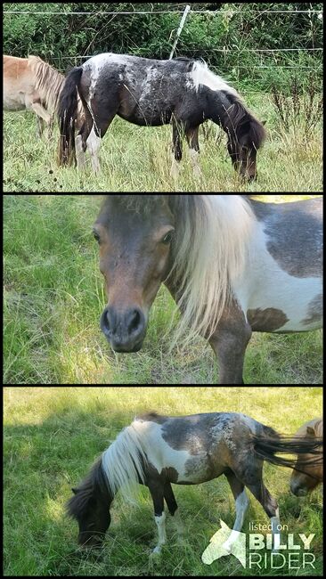 Junghengst American Miniature Horse Pintaloosa, Nadine  (Shettyzucht Frechdachs ), Konie na sprzedaż, Heringen, Image 4