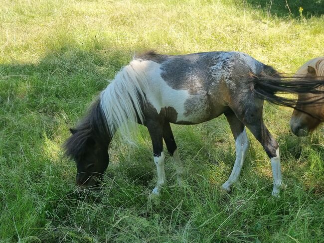 Junghengst American Miniature Horse Pintaloosa, Nadine  (Shettyzucht Frechdachs ), Konie na sprzedaż, Heringen, Image 3