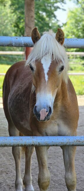Junger Haflinger-Hengst sucht neues Zuhause, Denise, Konie na sprzedaż, Aurolzmünster 