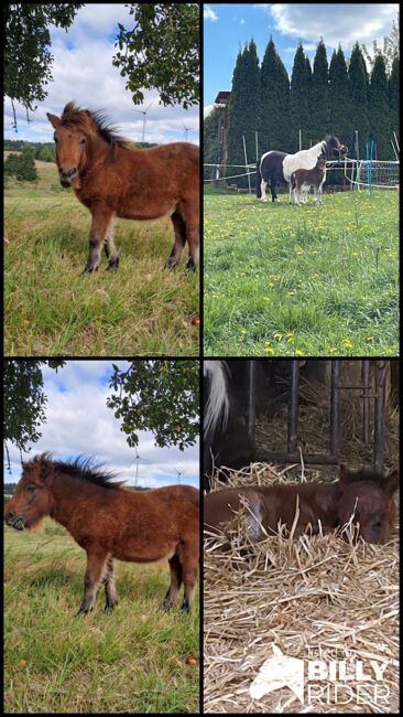 Shetty-Junghengst, Sabine Döring , Konie na sprzedaż, Friedewald , Image 7