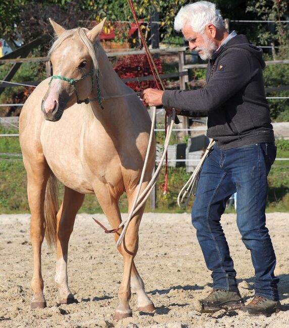 Palomino Nachwuchstalent mit Top-Abstammung - Bildschönes Jungpferd mit Zukunft, Kerstin Rehbehn (Pferdemarketing Ost), Konie na sprzedaż, Nienburg, Image 3
