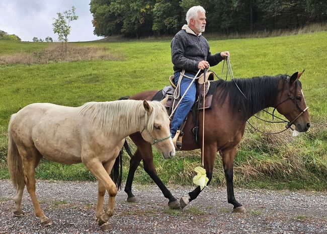Palomino Nachwuchstalent mit Top-Abstammung - Bildschönes Jungpferd mit Zukunft, Kerstin Rehbehn (Pferdemarketing Ost), Konie na sprzedaż, Nienburg, Image 4