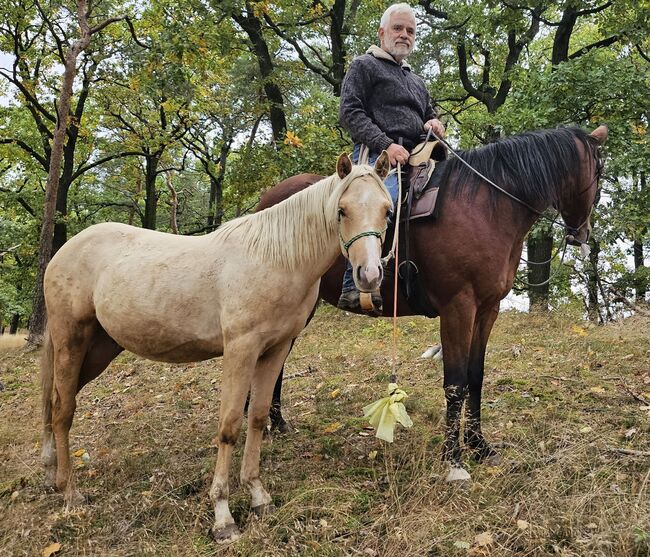 Palomino Nachwuchstalent mit Top-Abstammung - Bildschönes Jungpferd mit Zukunft, Kerstin Rehbehn (Pferdemarketing Ost), Konie na sprzedaż, Nienburg, Image 5
