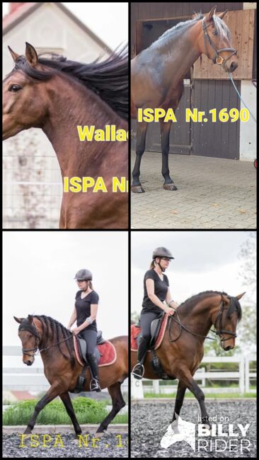 Junger PRE Wallach vielseitig begabt, ISPA - Iberische Sportpferde Agentur, Konie na sprzedaż, Hausmannsstätten, Image 7