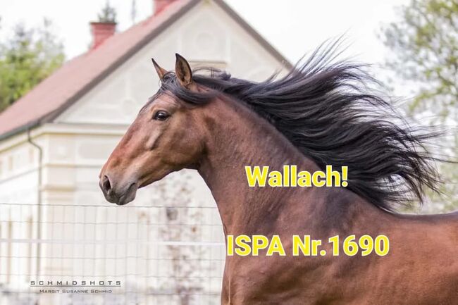 Junger PRE Wallach vielseitig begabt, ISPA - Iberische Sportpferde Agentur, Konie na sprzedaż, Hausmannsstätten
