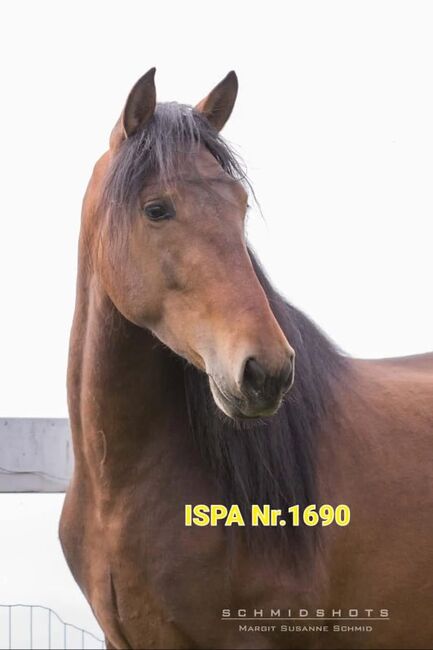 Junger PRE Wallach vielseitig begabt, ISPA - Iberische Sportpferde Agentur, Konie na sprzedaż, Hausmannsstätten, Image 3