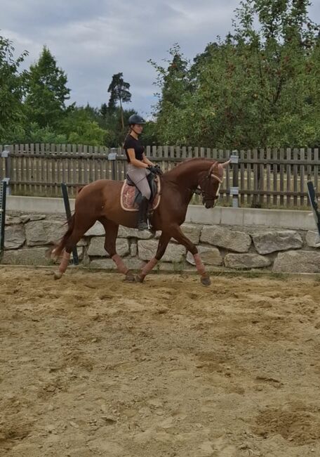 Nachwuchswallach mit Potential für den gehobenen Dressursport, Katrin Schneider, Konie na sprzedaż, Gleisdorf